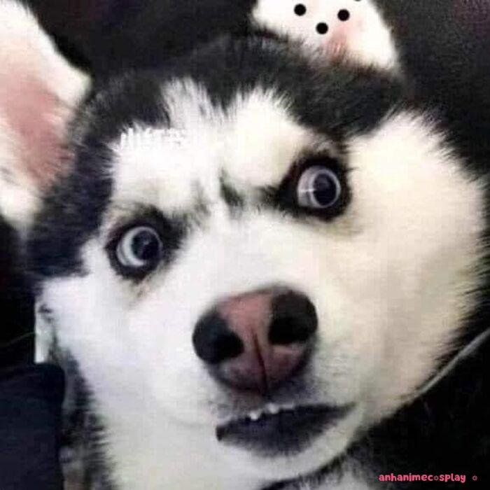 ảnh meme chó bựa siêu hài hước